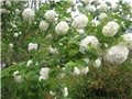 Viburnum opulus